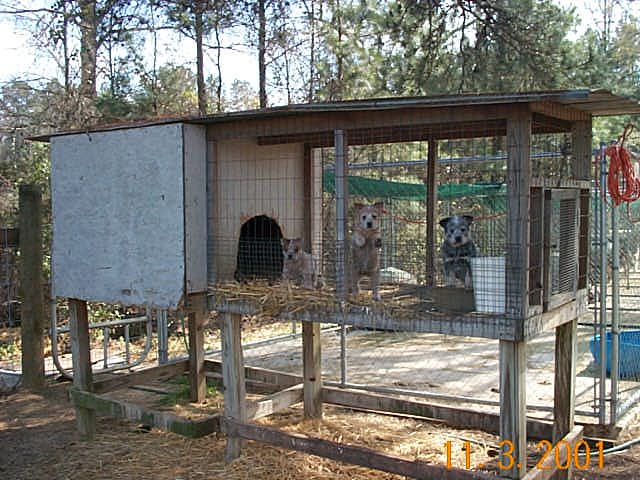 puppies kennel