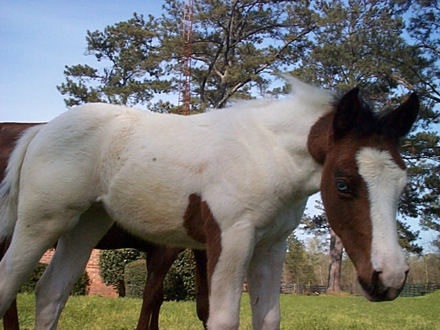 Coco 2005 filly