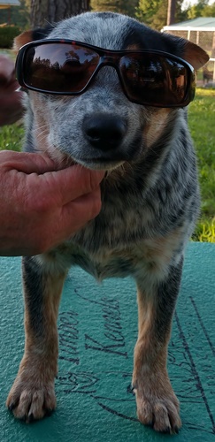 Zelda