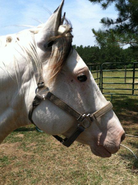 Zeus 2011